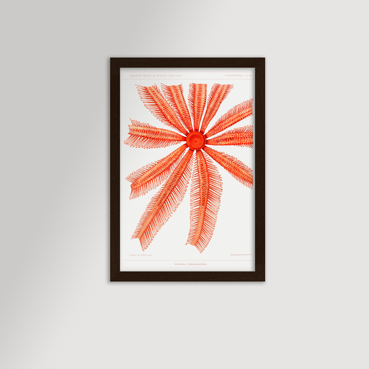 Starfish Graphic Illustration Archival Reproduction Art Print