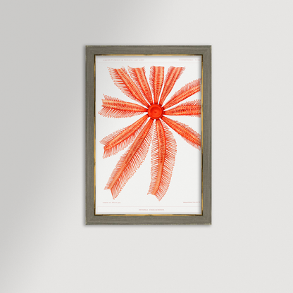 Starfish Graphic Illustration Archival Reproduction Art Print