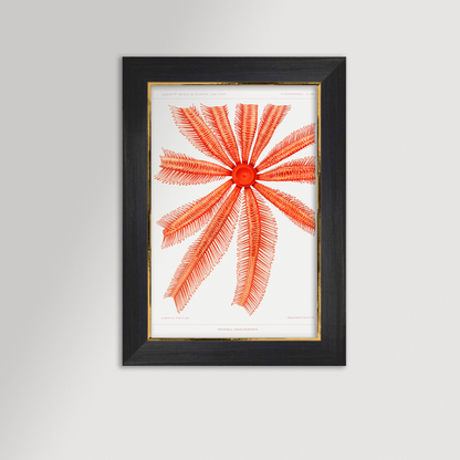 Starfish Graphic Illustration Archival Reproduction Art Print