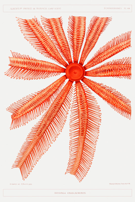 Starfish Graphic Illustration Archival Reproduction Art Print
