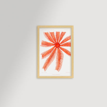 Starfish Graphic Illustration Archival Reproduction Art Print