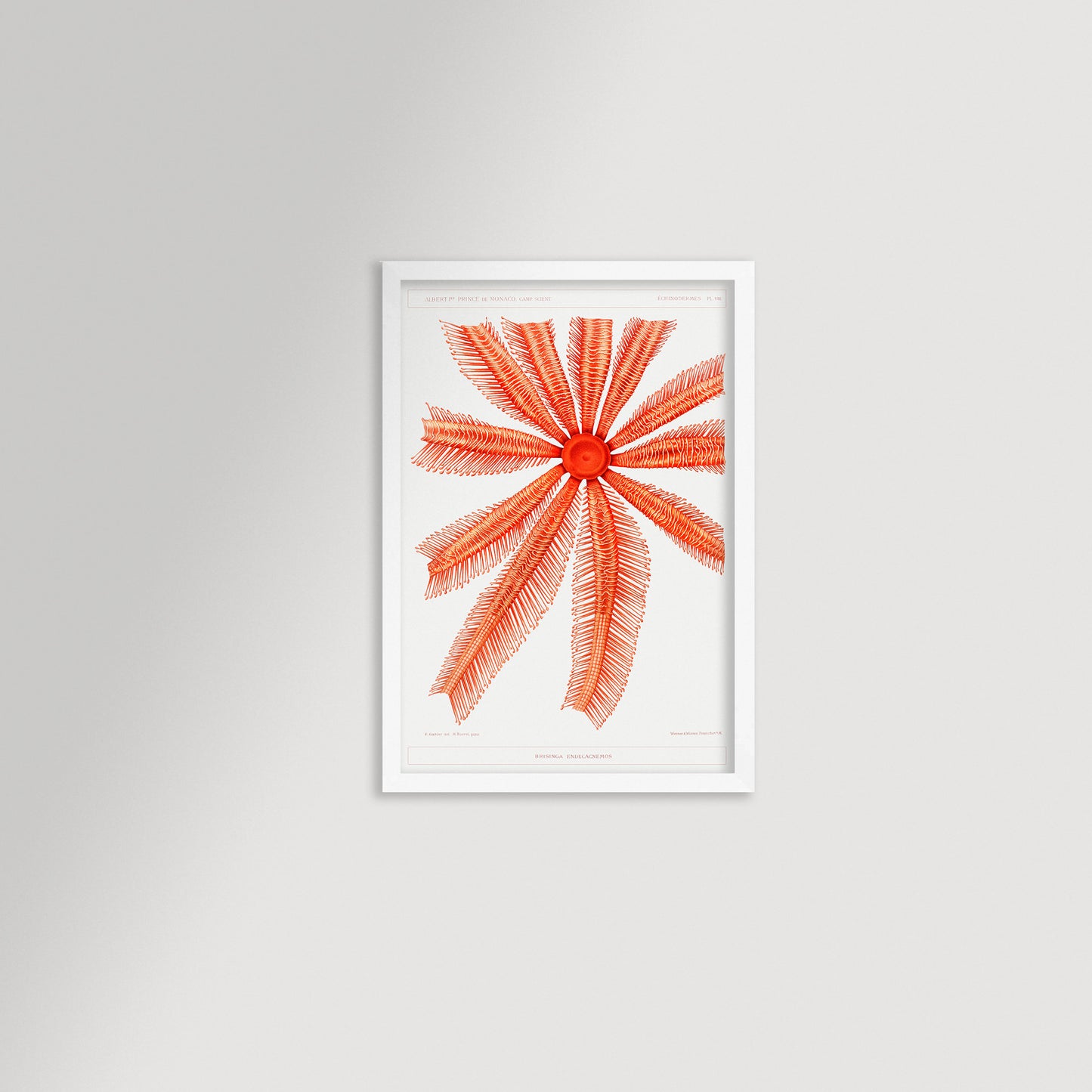 Starfish Graphic Illustration Archival Reproduction Art Print