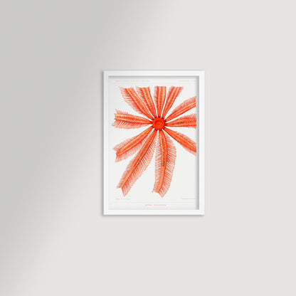 Starfish Graphic Illustration Archival Reproduction Art Print