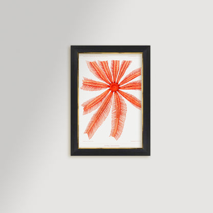 Starfish Graphic Illustration Archival Reproduction Art Print