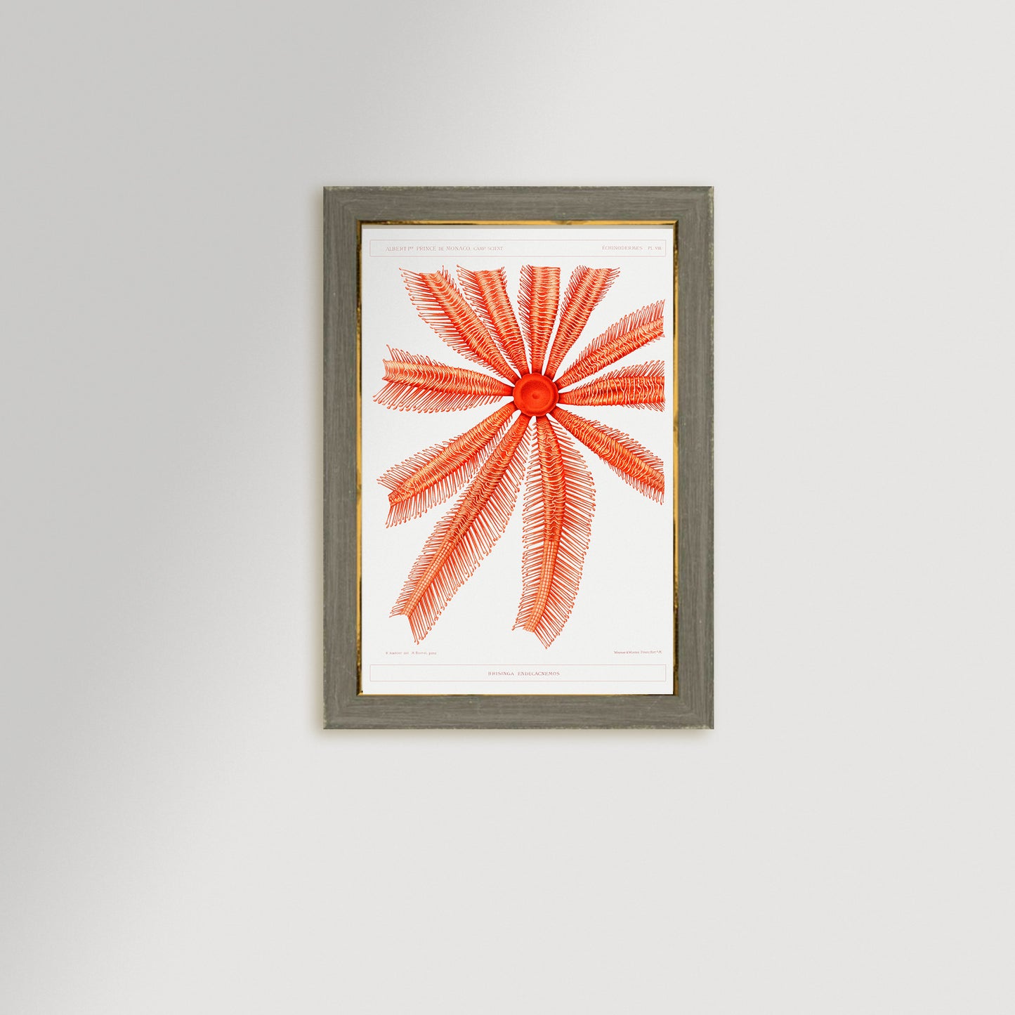 Starfish Graphic Illustration Archival Reproduction Art Print