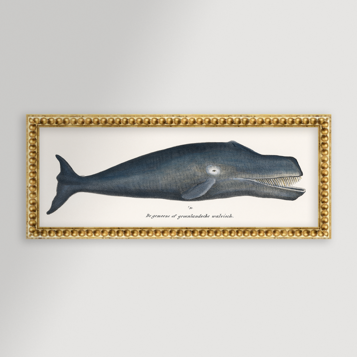 Whale Illustration Archival Reproduction Art Print