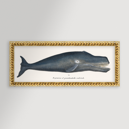 Whale Illustration Archival Reproduction Art Print