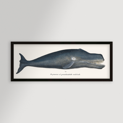 Whale Illustration Archival Reproduction Art Print