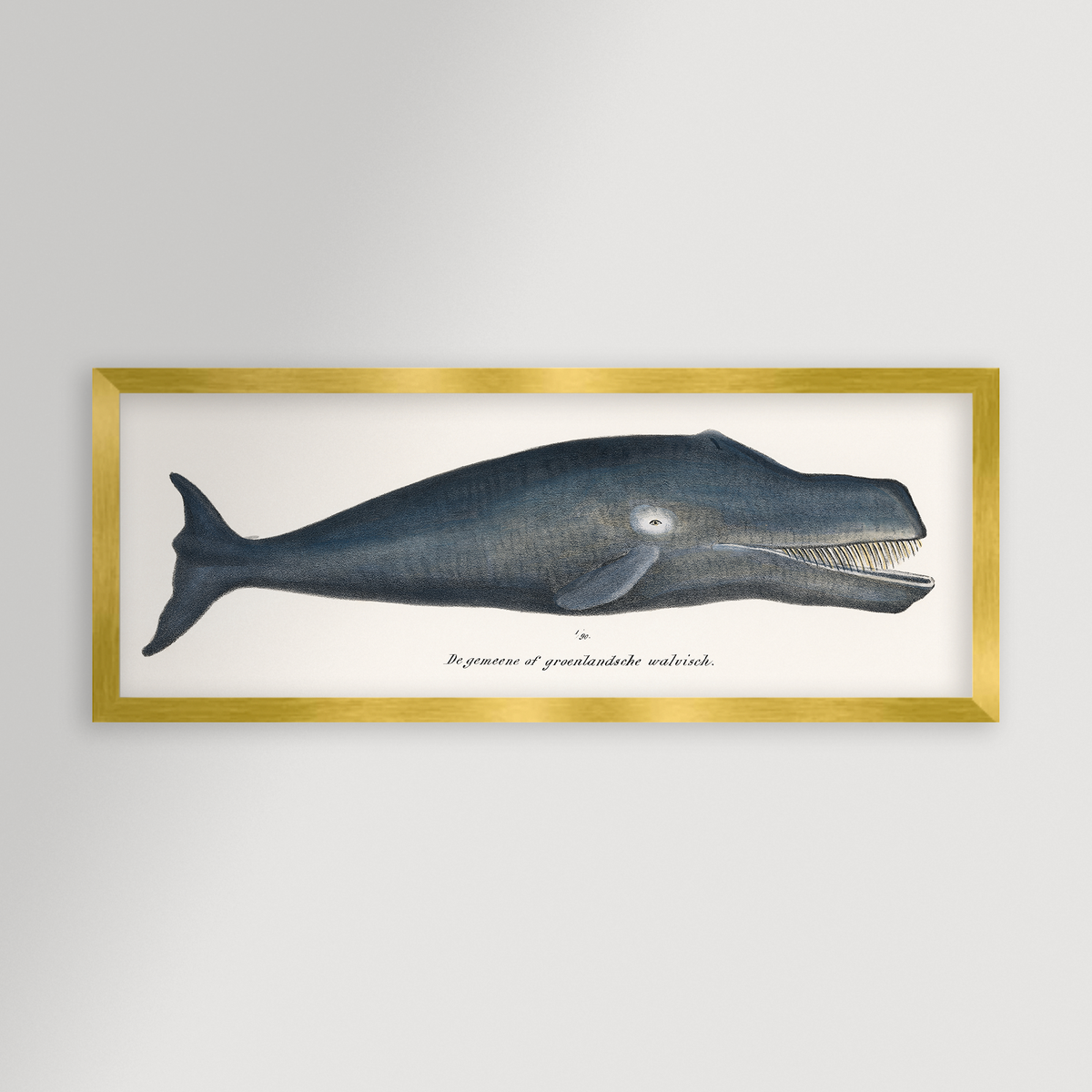 Whale Illustration Archival Reproduction Art Print