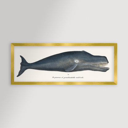 Whale Illustration Archival Reproduction Art Print