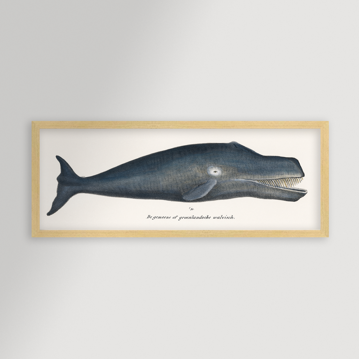 Whale Illustration Archival Reproduction Art Print