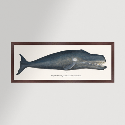 Whale Illustration Archival Reproduction Art Print