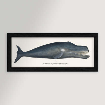 Whale Illustration Archival Reproduction Art Print