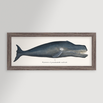 Whale Illustration Archival Reproduction Art Print