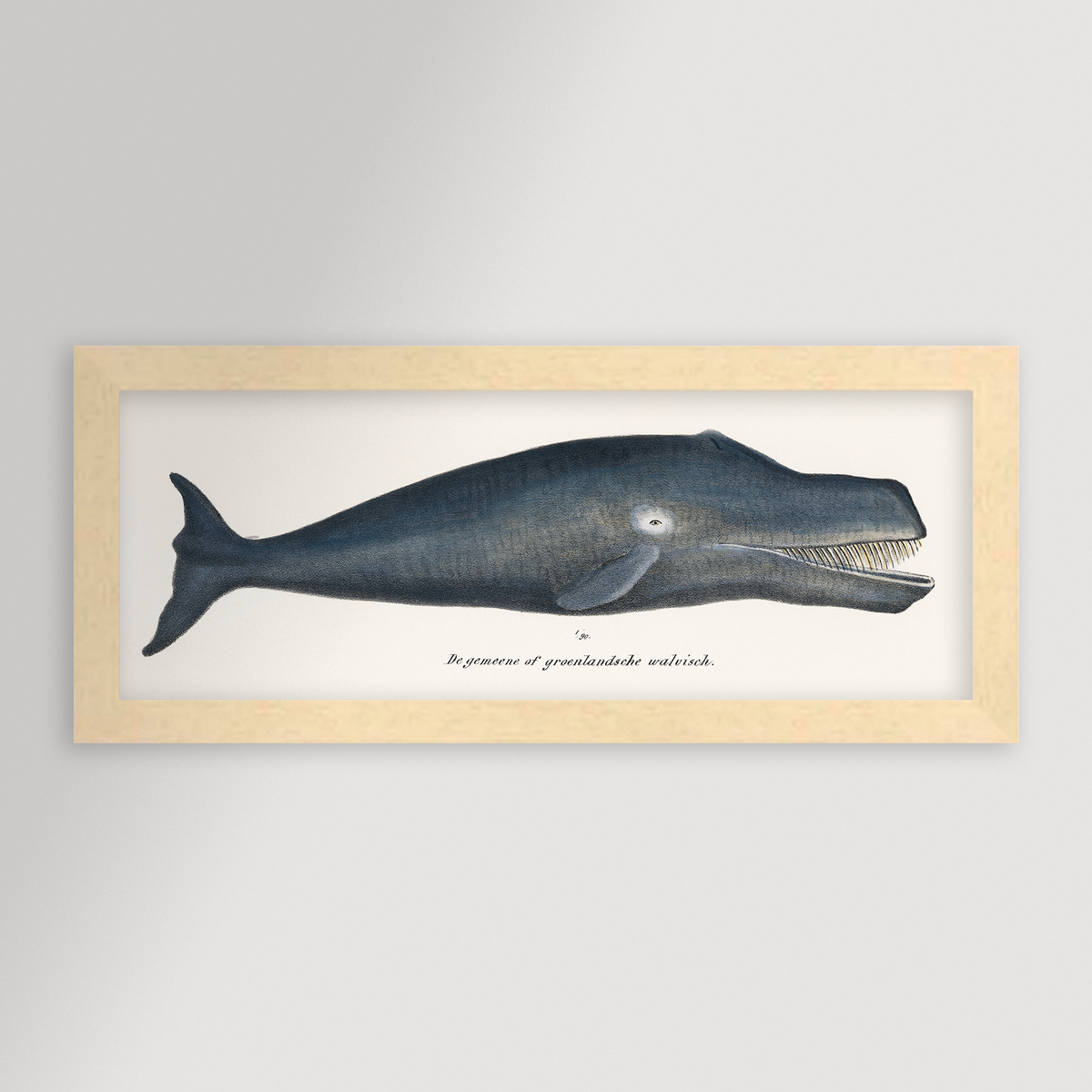 Whale Illustration Archival Reproduction Art Print