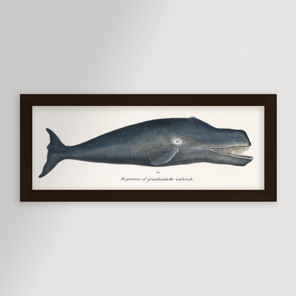 Whale Illustration Archival Reproduction Art Print
