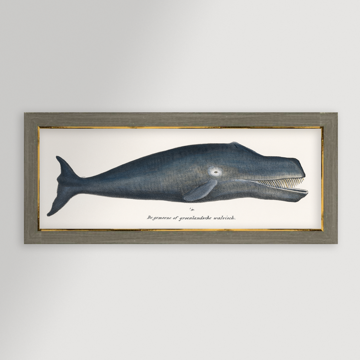Whale Illustration Archival Reproduction Art Print