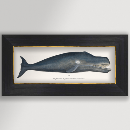 Whale Illustration Archival Reproduction Art Print