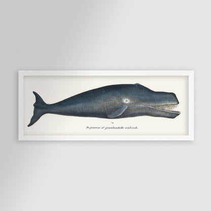 Whale Illustration Archival Reproduction Art Print