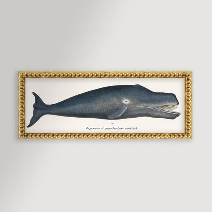 Whale Illustration Archival Reproduction Art Print