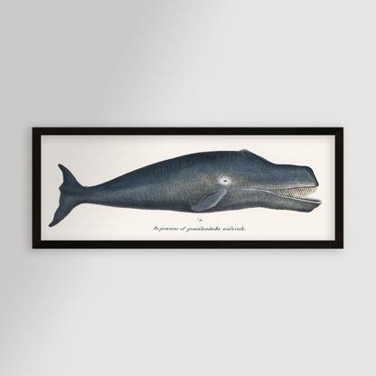 Whale Illustration Archival Reproduction Art Print