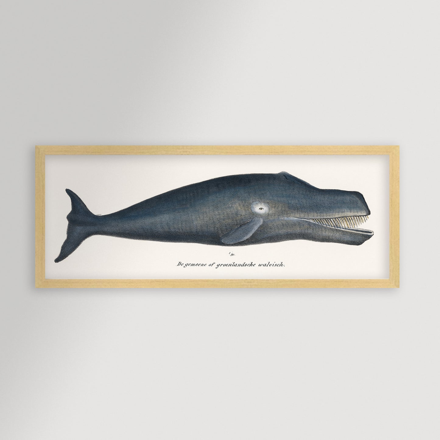 Whale Illustration Archival Reproduction Art Print