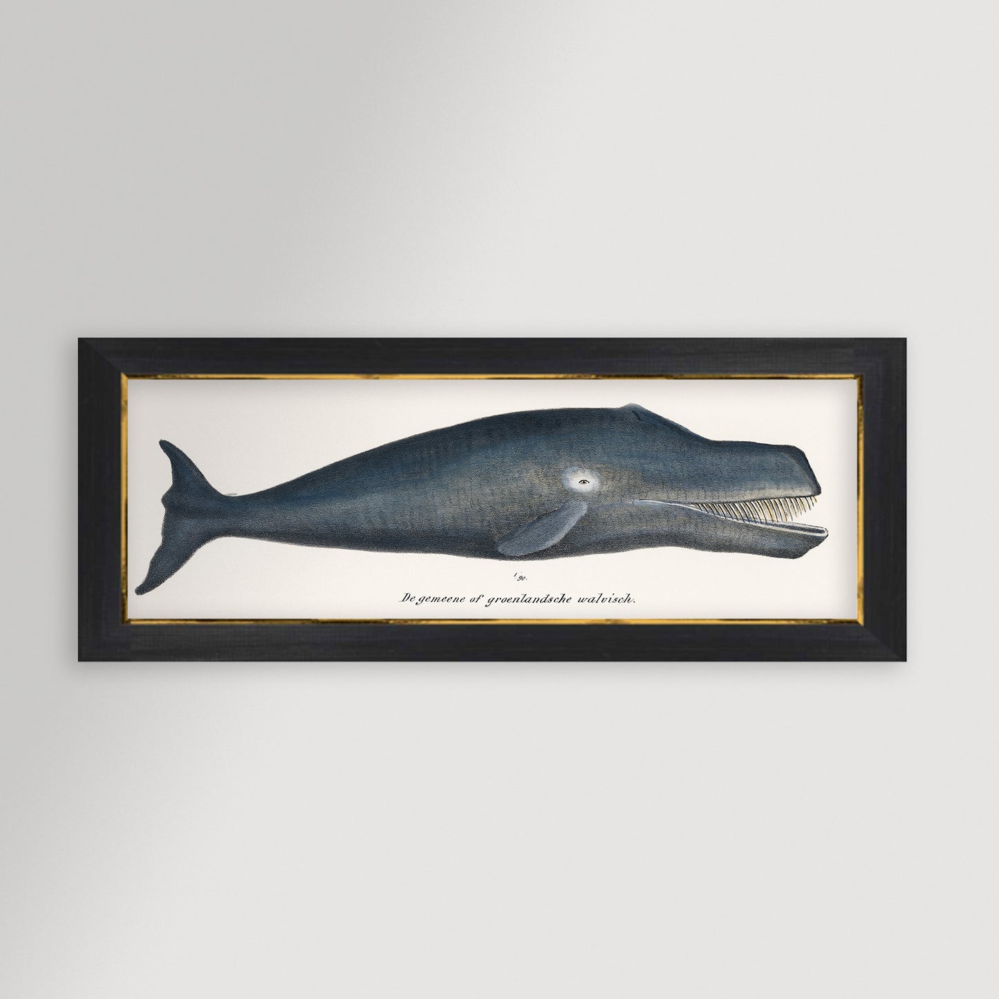 Whale Illustration Archival Reproduction Art Print