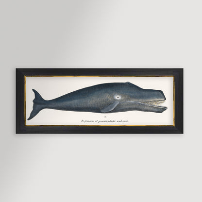 Whale Illustration Archival Reproduction Art Print