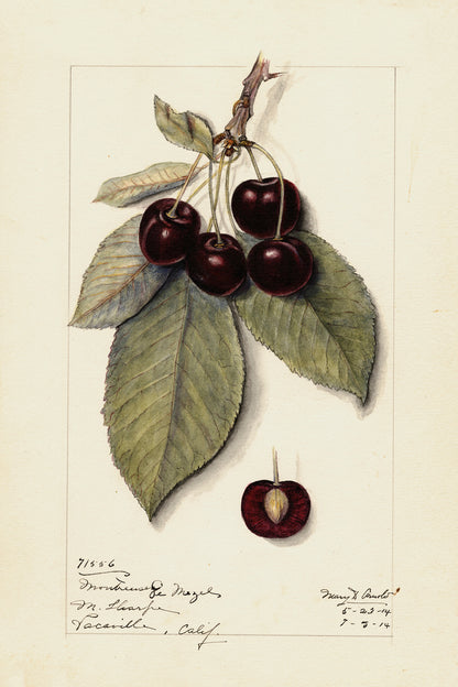Cherries Botanical Archival Reproduction Art Print