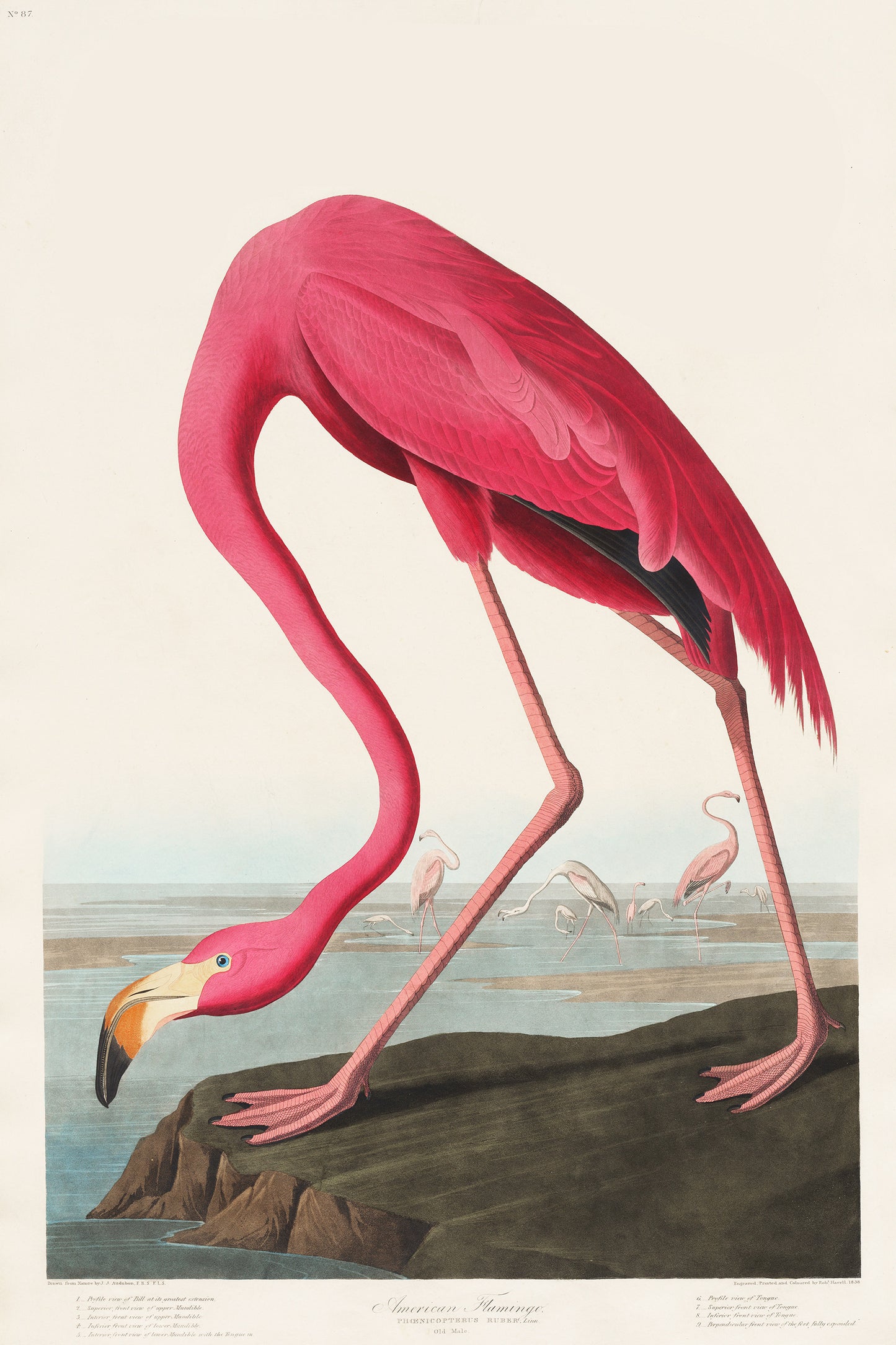 Pink Flamingo Illustration Archival Reproduction Art Print