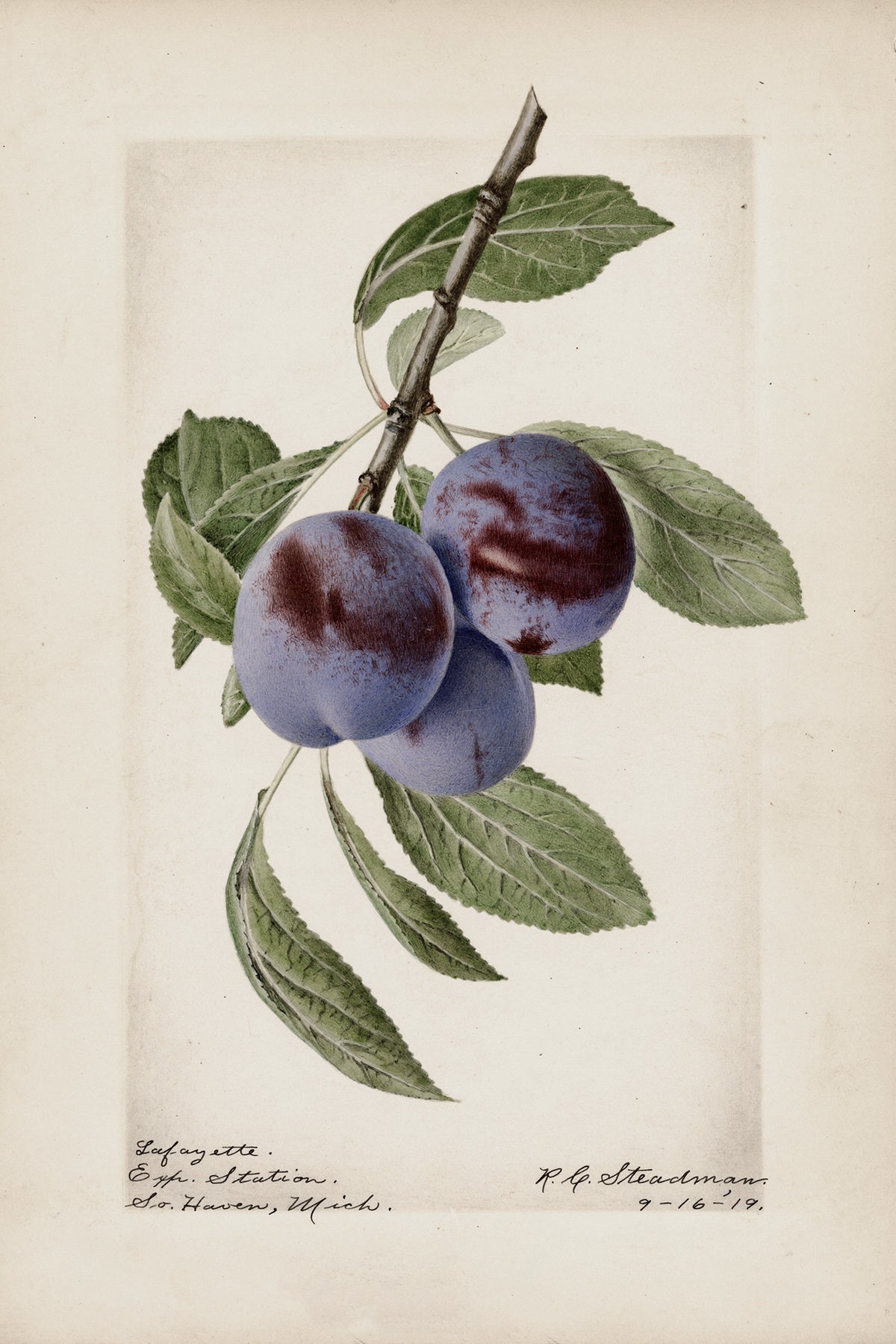 Plum Botanical Archival Reproduction Art Print