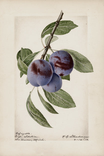 Plum Botanical Archival Reproduction Art Print