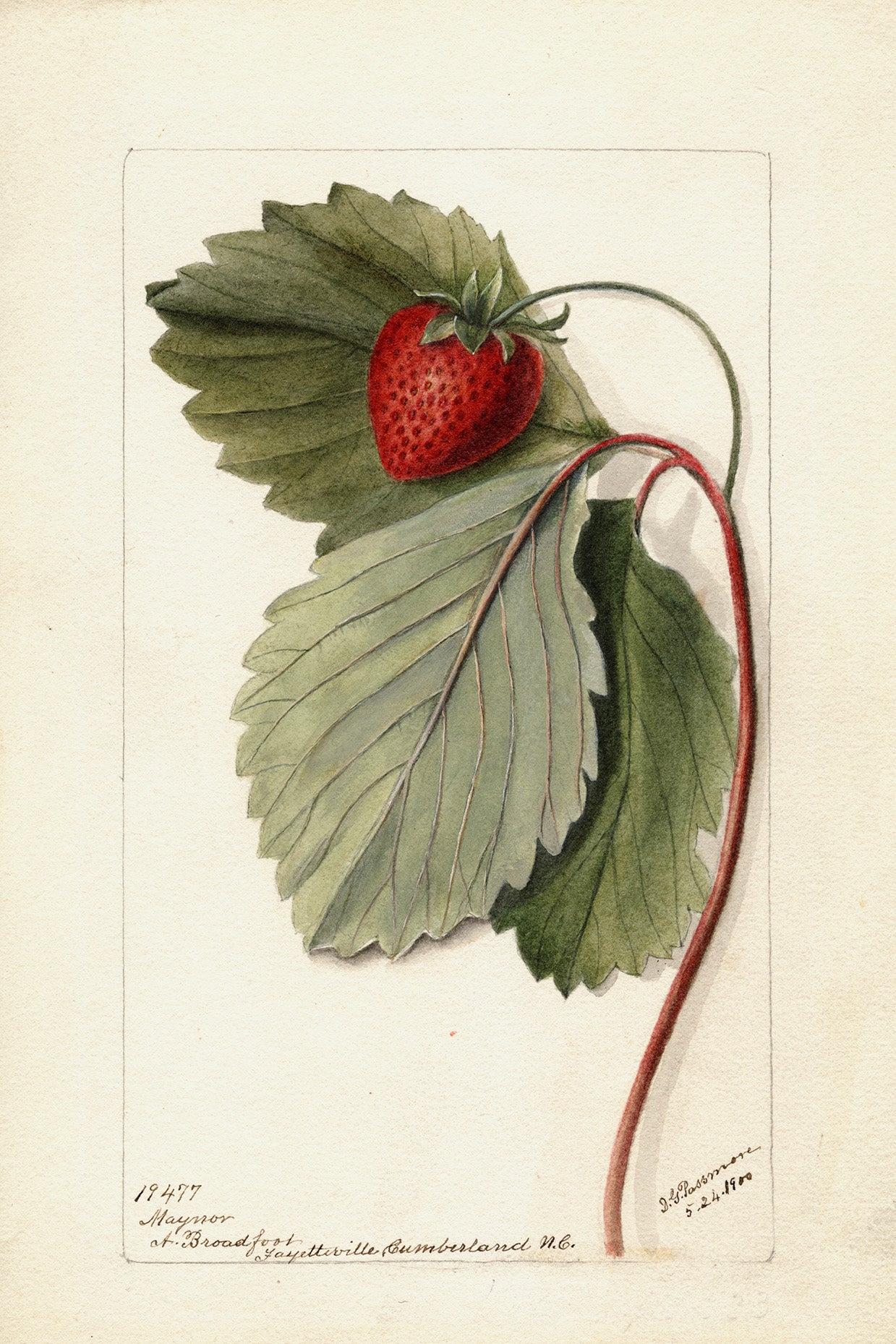 Strawberries Botanical Archival Reproduction Art Print