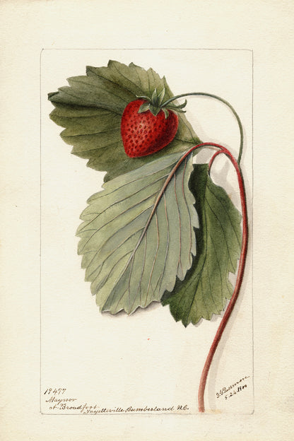 Strawberries Botanical Archival Reproduction Art Print