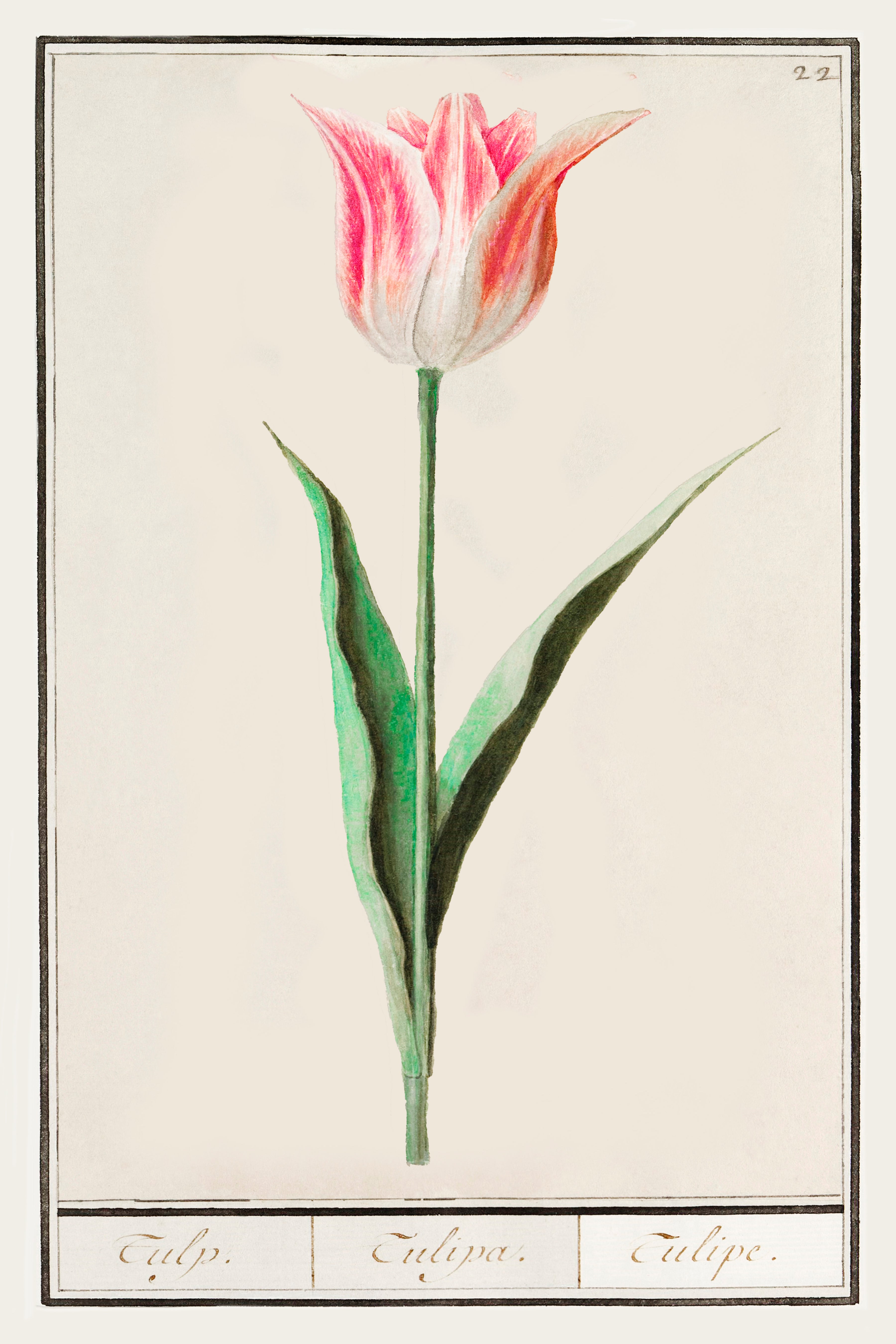 Botanical Tulip 22 Archival Reproduction Art Print