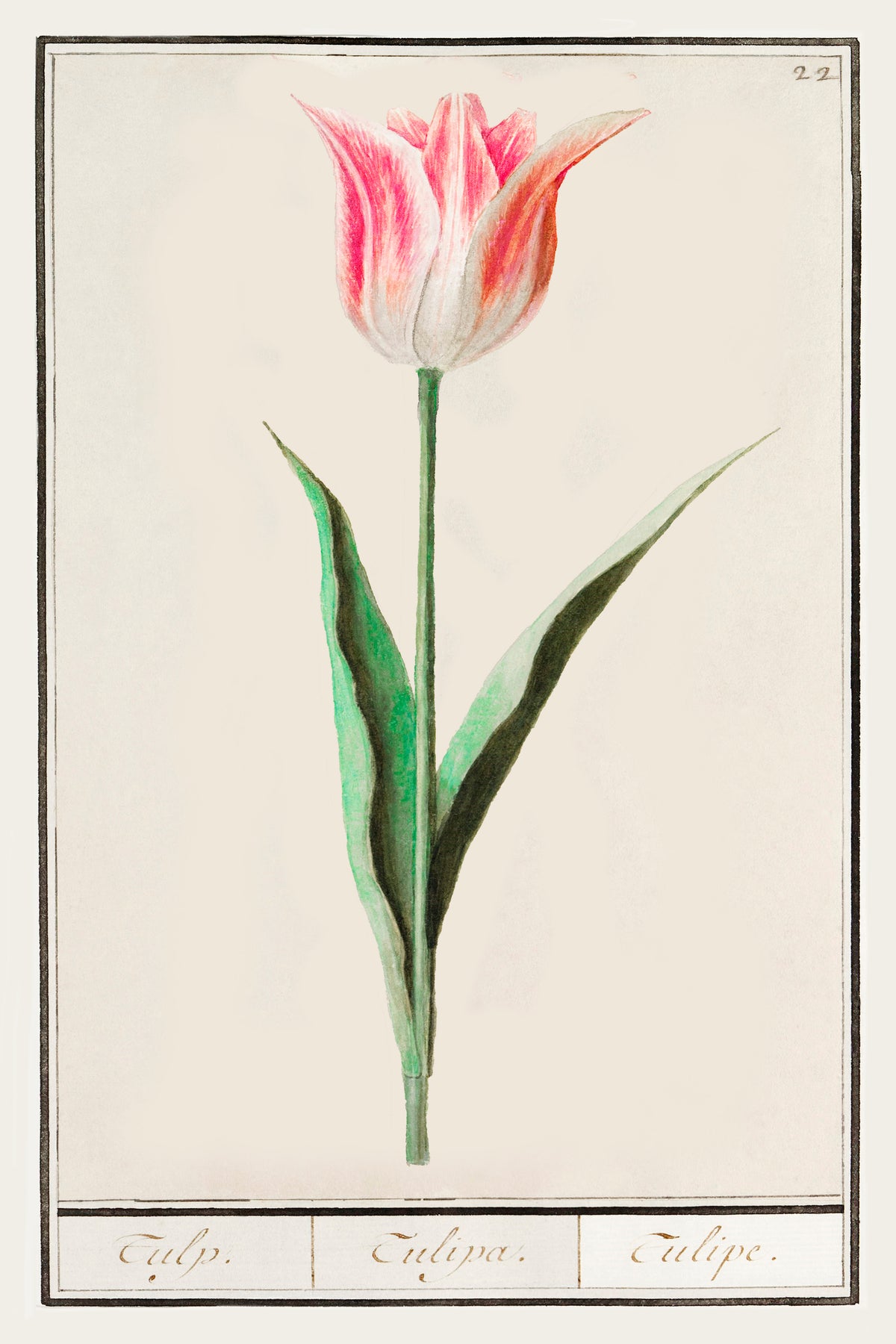 Botanical Tulip 22 Archival Reproduction Art Print
