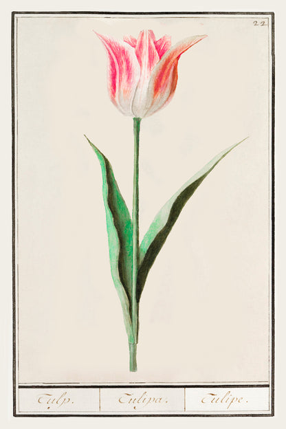 Botanical Tulip 22 Archival Reproduction Art Print