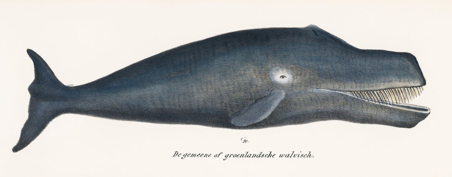 Whale Illustration Archival Reproduction Art Print