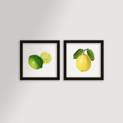 Lemon Illustration Archival Reproduction Art Print