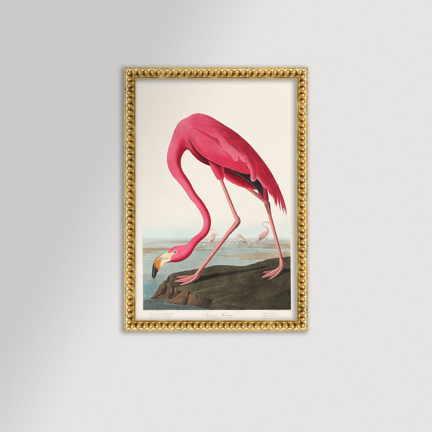 Pink Flamingo Illustration Archival Reproduction Art Print
