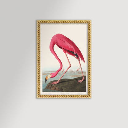 Pink Flamingo Illustration Archival Reproduction Art Print