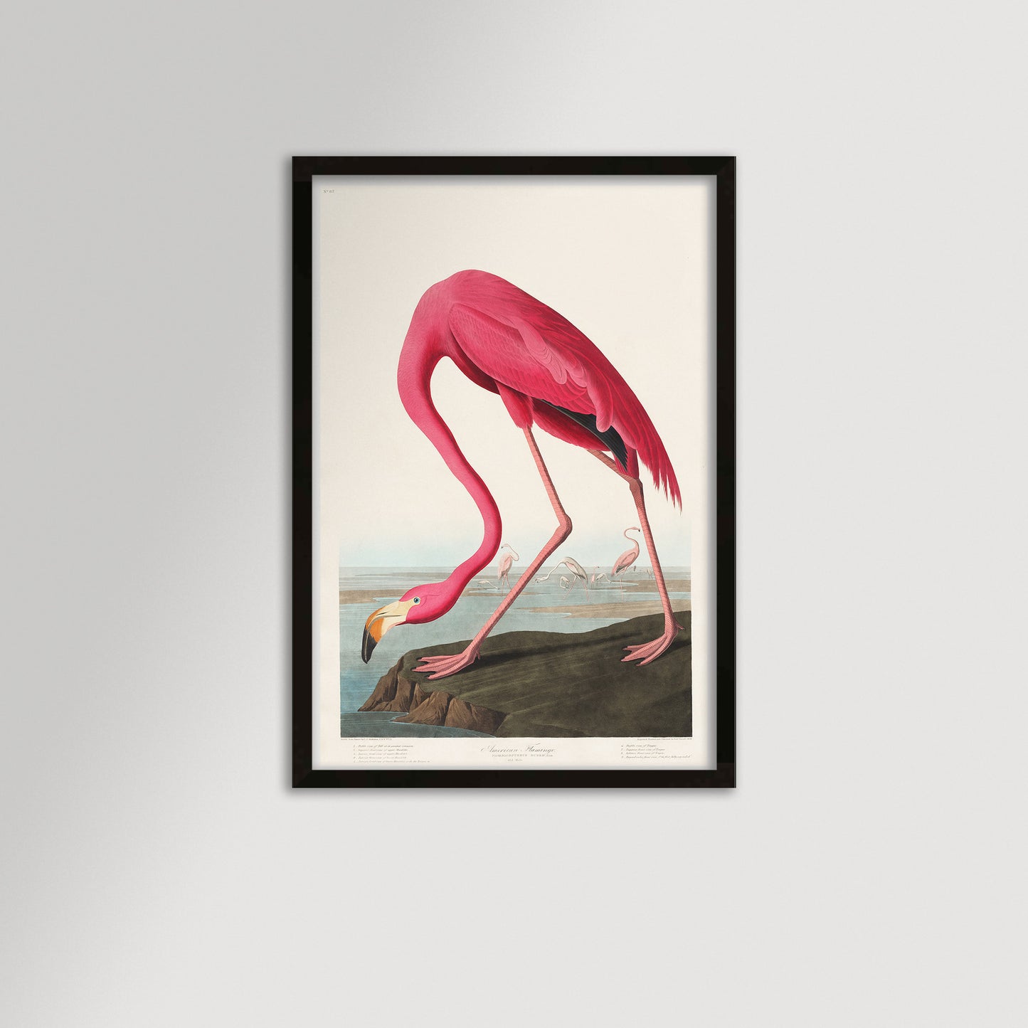 Pink Flamingo Illustration Archival Reproduction Art Print