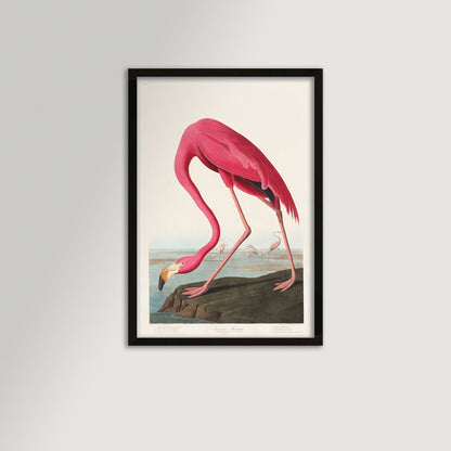 Pink Flamingo Illustration Archival Reproduction Art Print