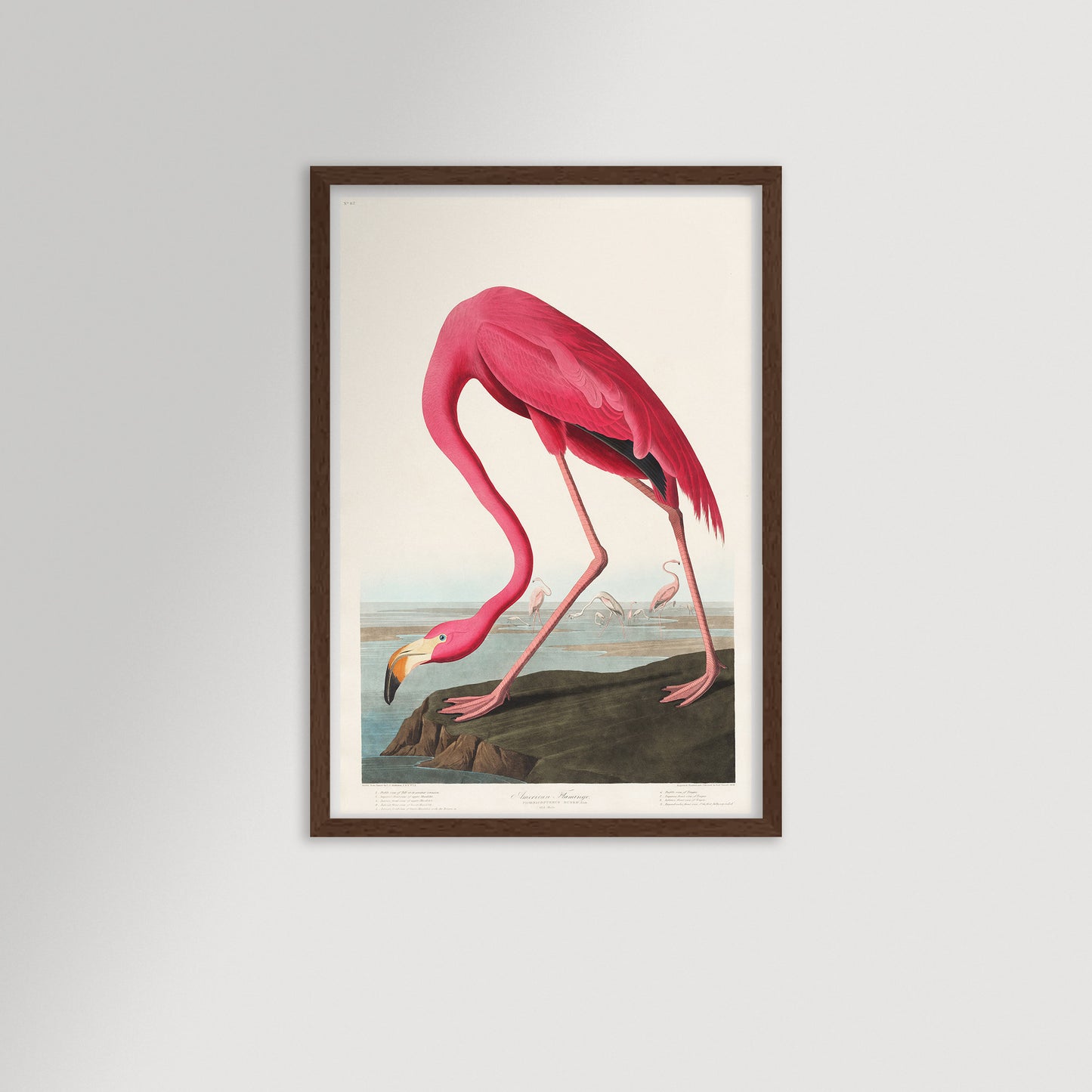 Pink Flamingo Illustration Archival Reproduction Art Print