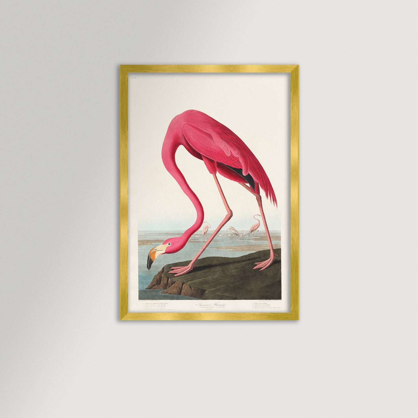 Pink Flamingo Illustration Archival Reproduction Art Print