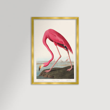 Pink Flamingo Illustration Archival Reproduction Art Print