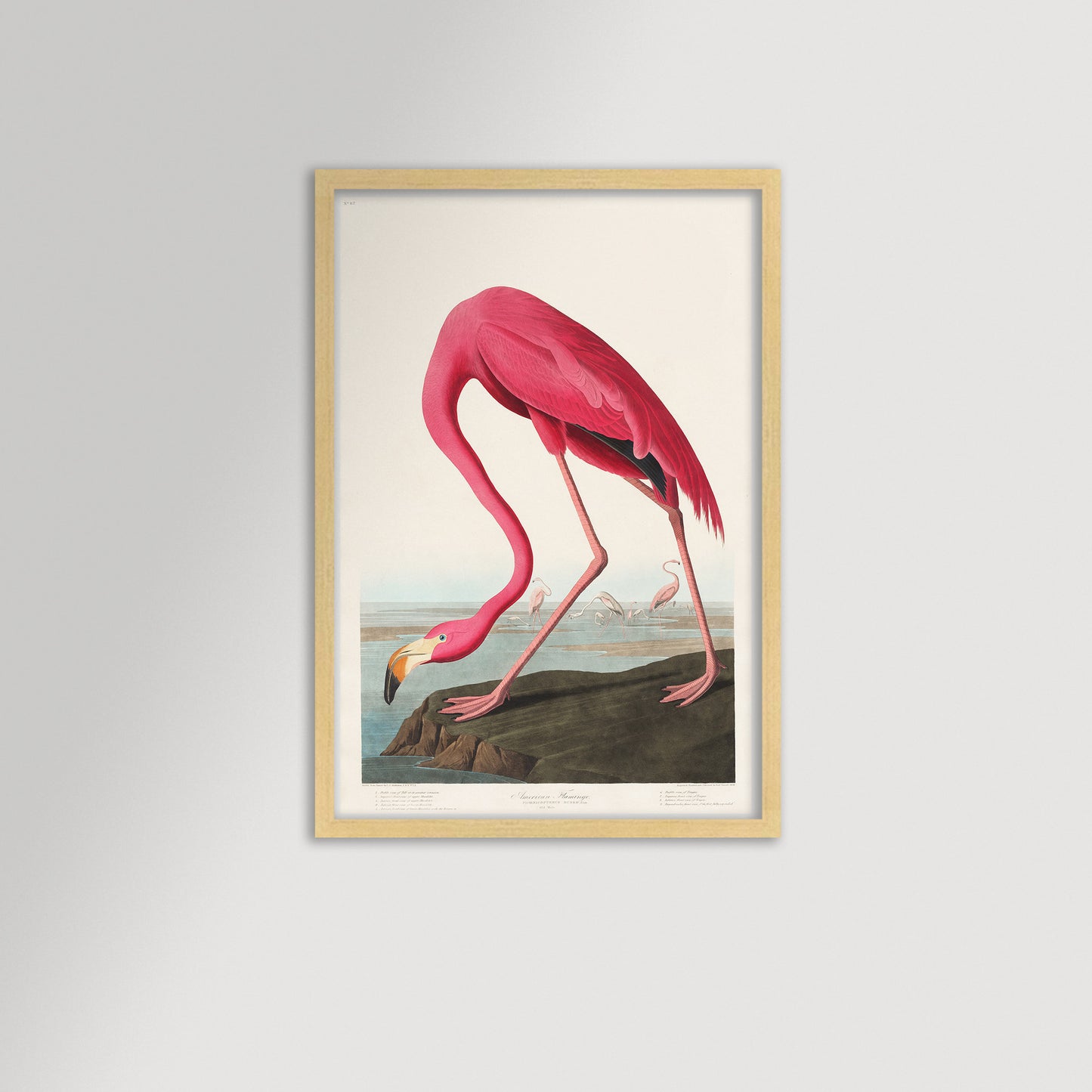 Pink Flamingo Illustration Archival Reproduction Art Print