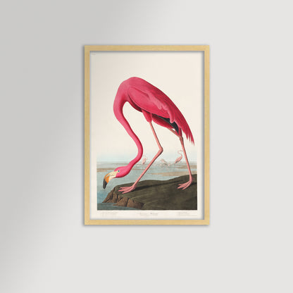 Pink Flamingo Illustration Archival Reproduction Art Print