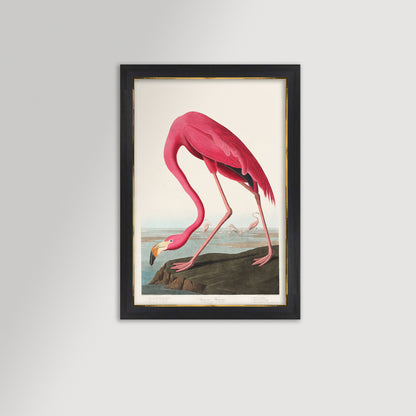Pink Flamingo Illustration Archival Reproduction Art Print
