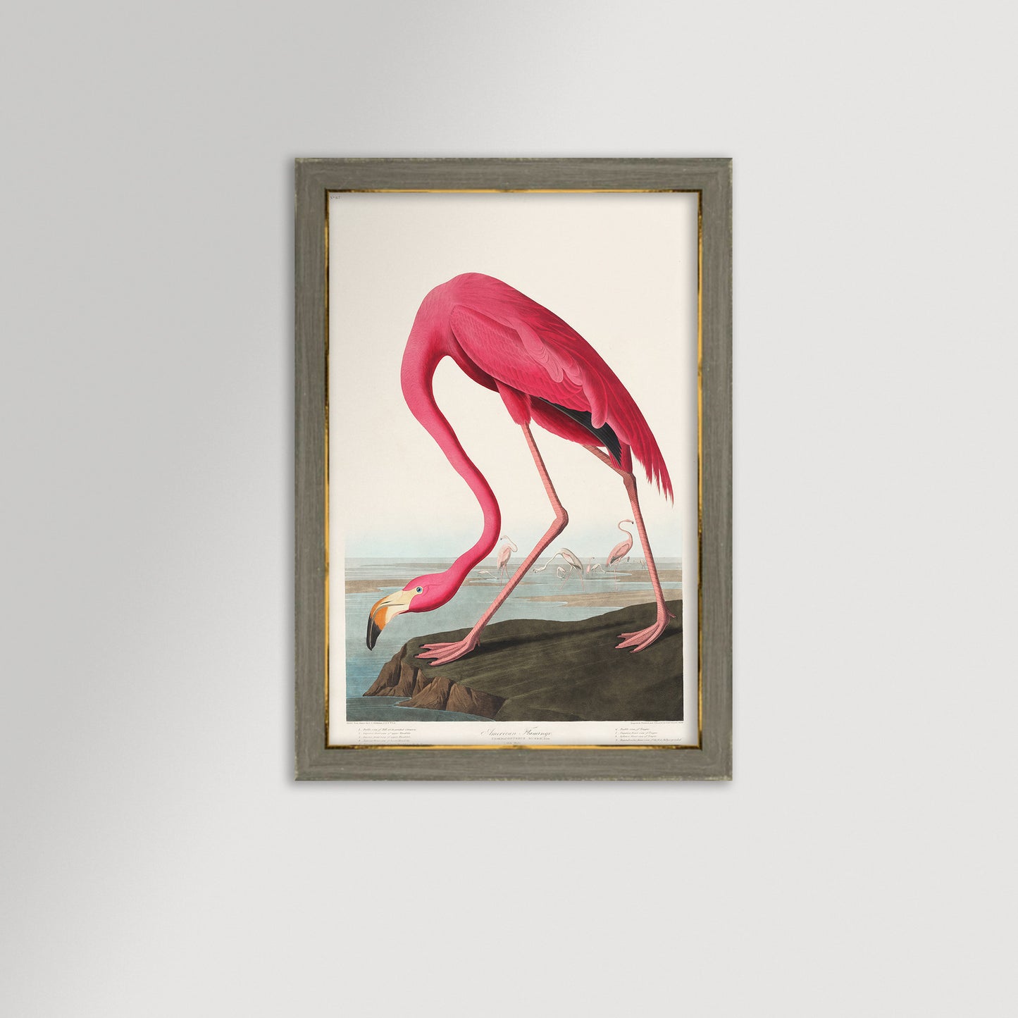 Pink Flamingo Illustration Archival Reproduction Art Print